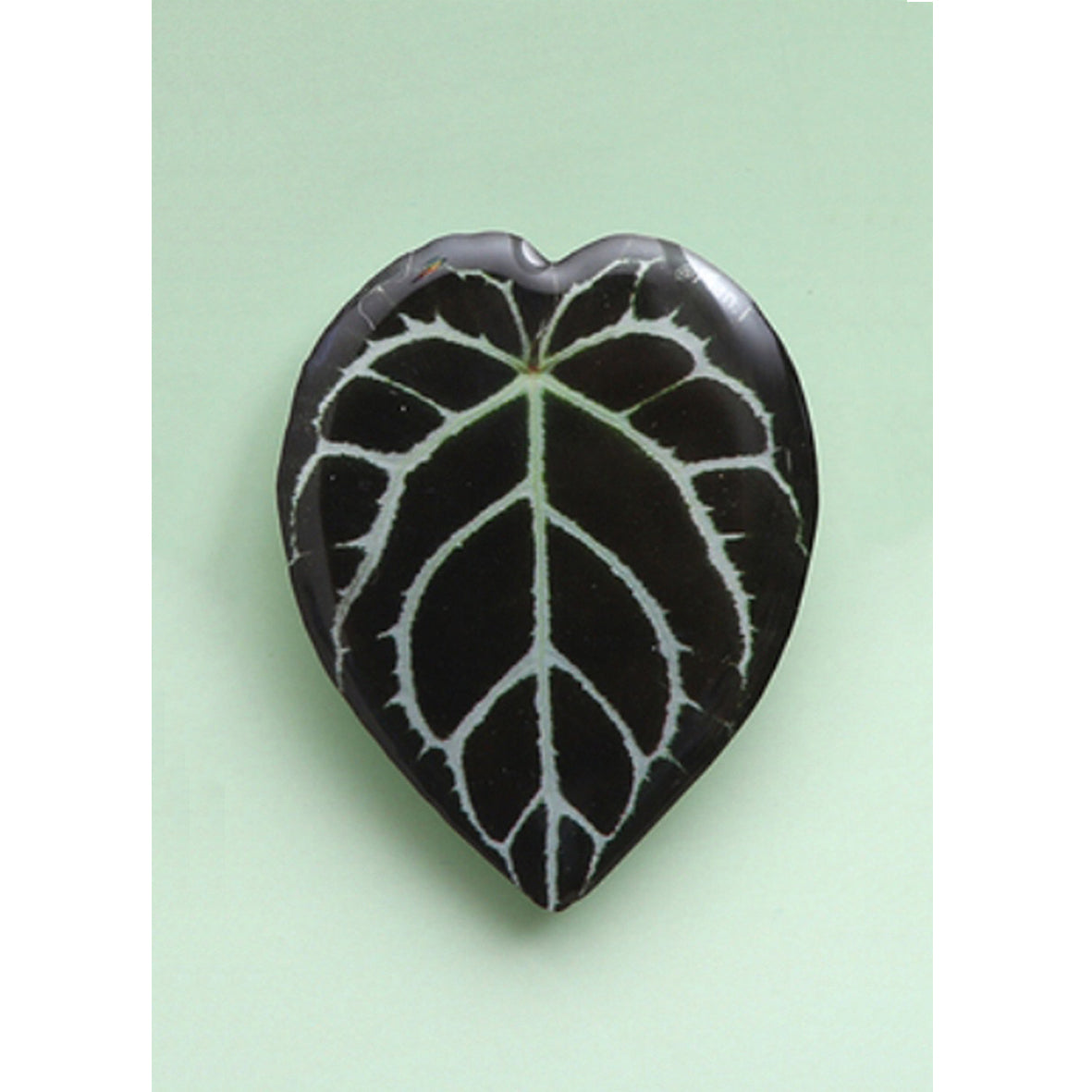 Anthurium Crystallinum